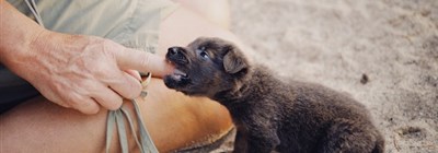 Dog Bite Claims in South Africa – Know Your Rights